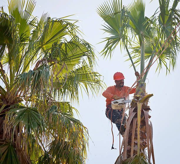 Best Palm Tree Trimming  in Chesapeake, VA
